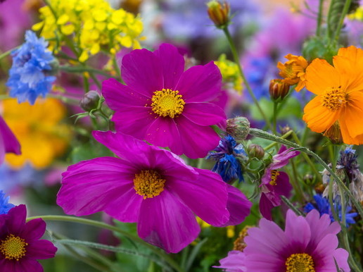 Fleurs DIRNO